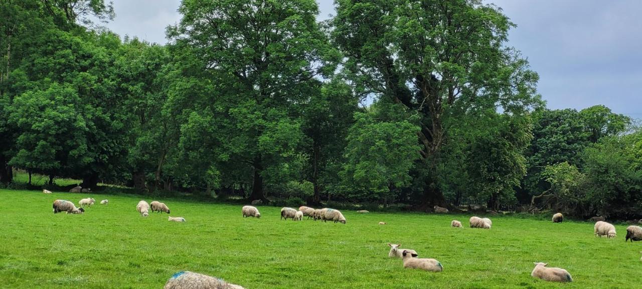 Oaklane Glamping Cabins Kenmare Zewnętrze zdjęcie