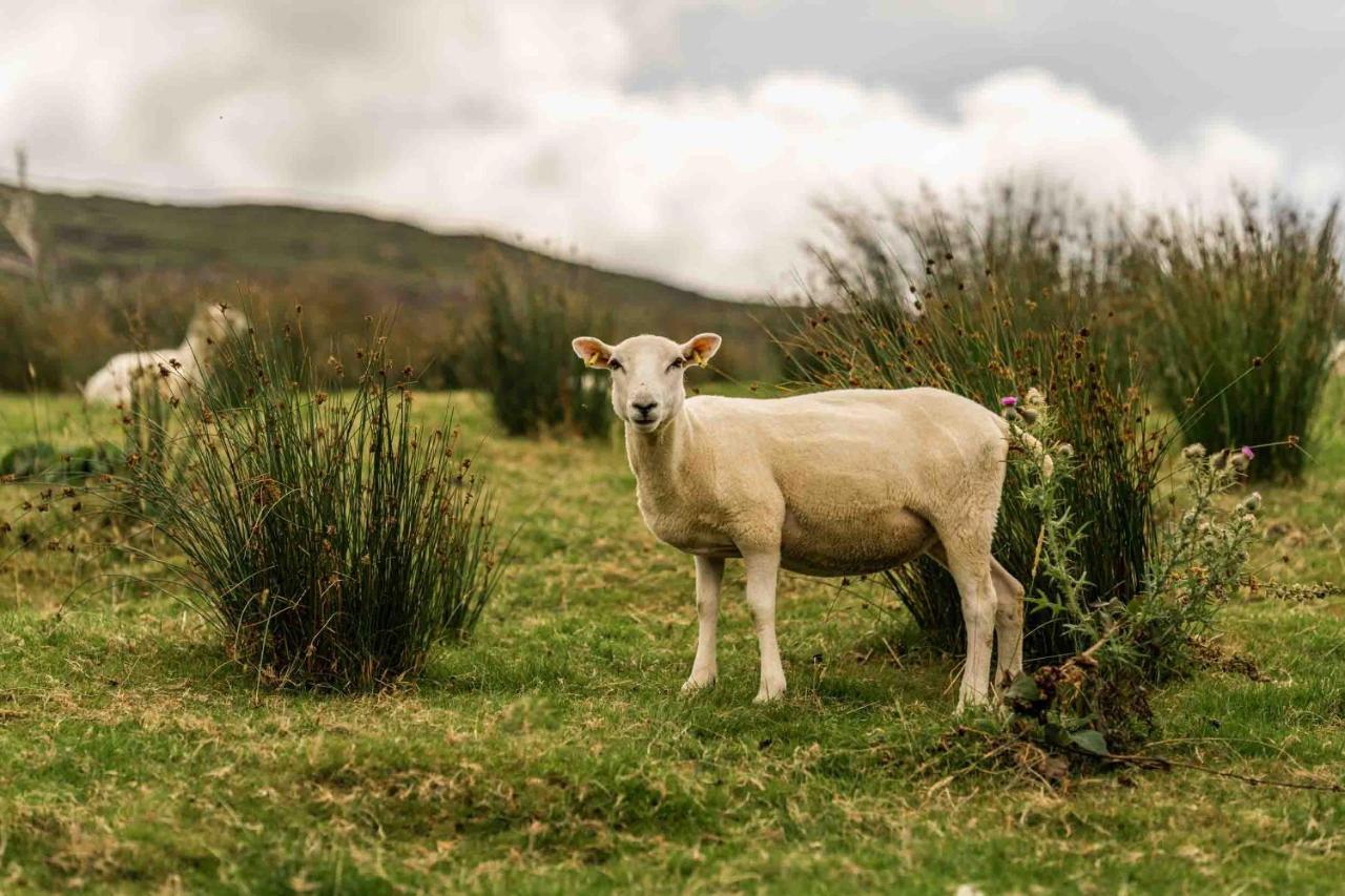 Oaklane Glamping Cabins Kenmare Zewnętrze zdjęcie